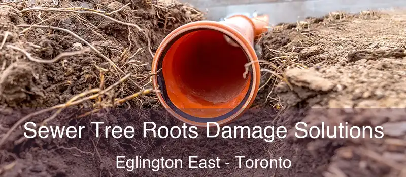  Sewer Tree Roots Damage Solutions Eglington East - Toronto